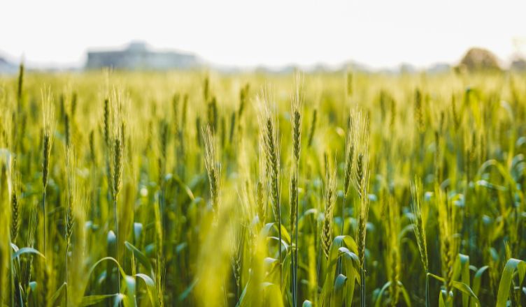 La Universidad Loyola ha participado como socio en el proyecto Celegand para la obtención de nuevas variedades de trigo para la mejora de la alimentación animal