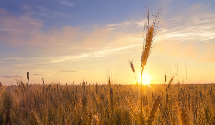 Seleccionados 16 proyectos para impulsar la innovación en el sector agroalimentario en la tercera edición de Ebro Talent